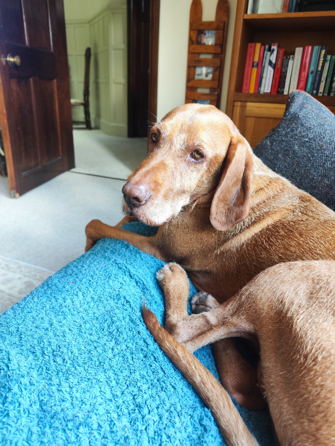 A pet cared for by Mark's Sit & Stay