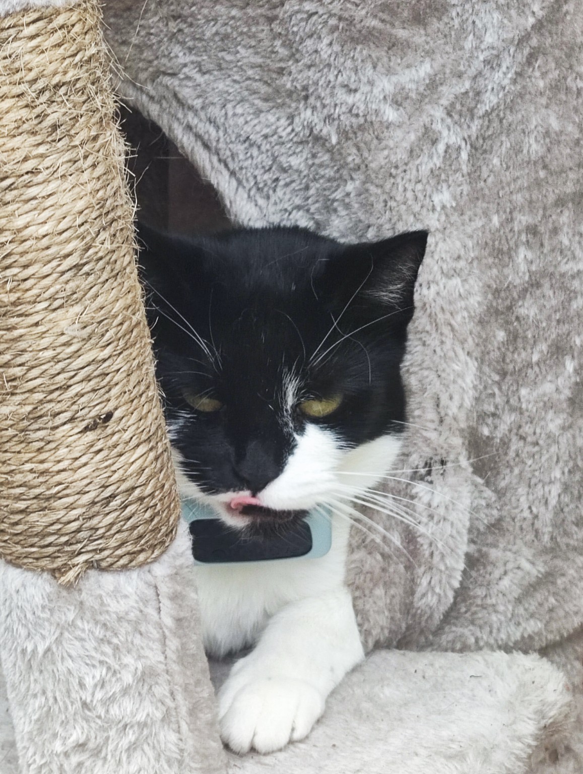 A pet cared for by Mark's Sit & Stay