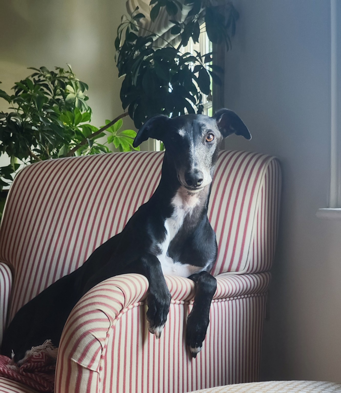 A pet cared for by Mark's Sit & Stay