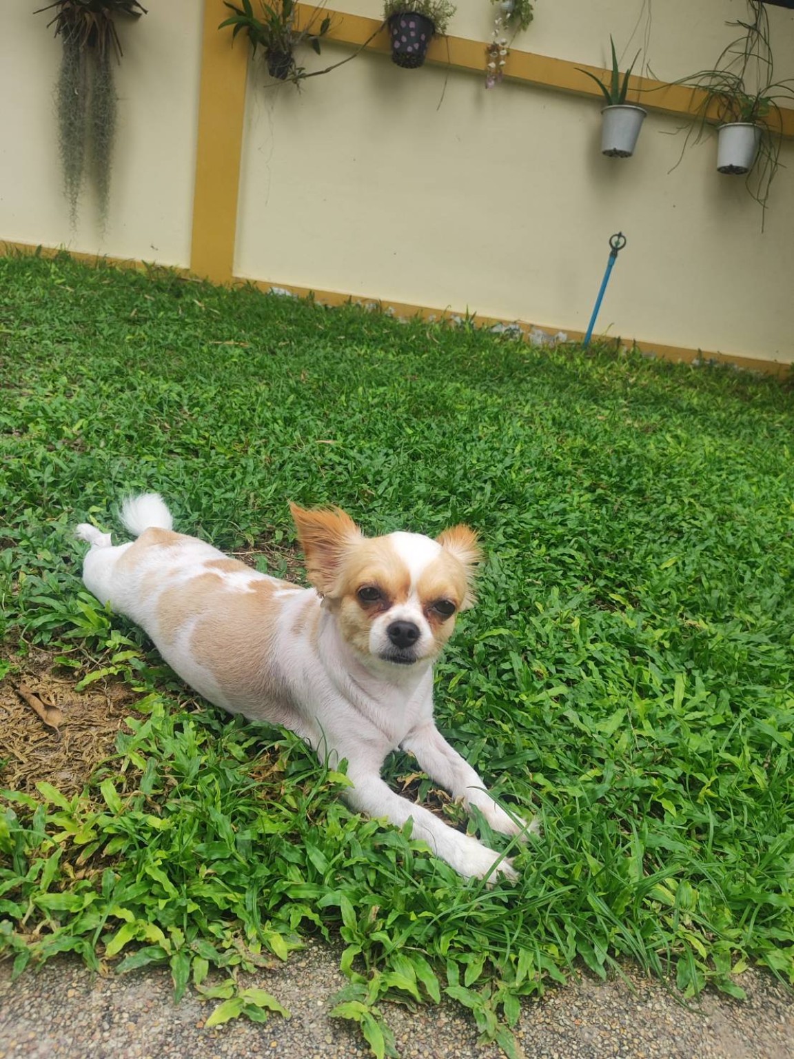 A pet cared for by Mark's Sit & Stay