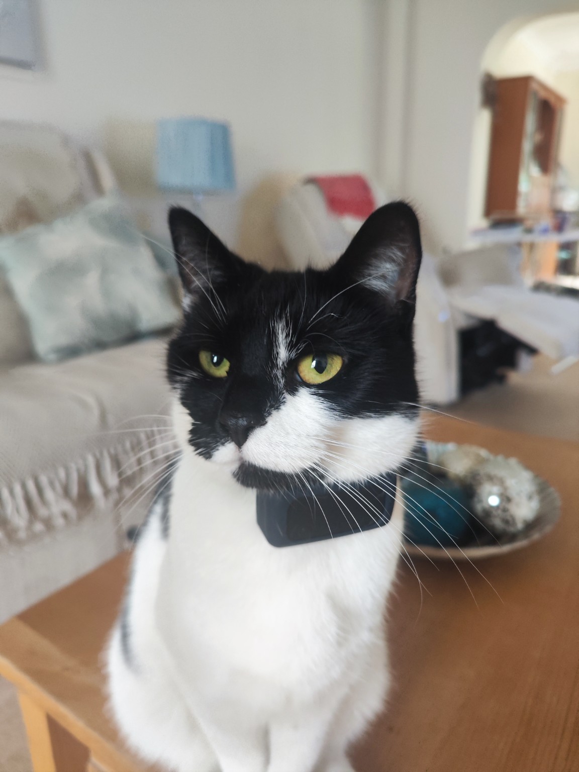 A pet cared for by Mark's Sit & Stay