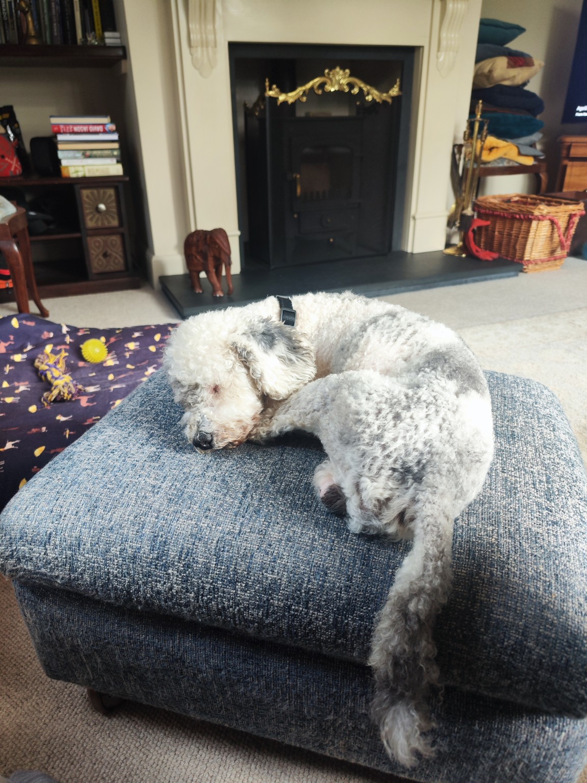 A pet cared for by Mark's Sit & Stay
