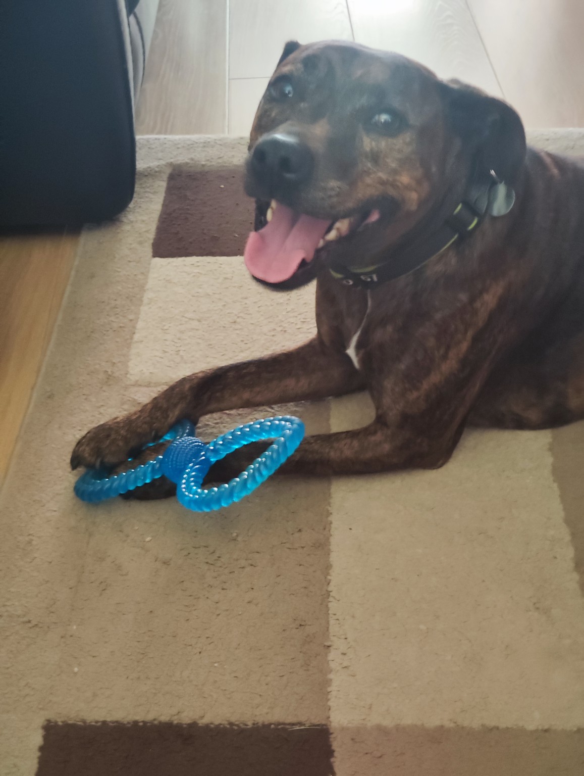 A pet cared for by Mark's Sit & Stay
