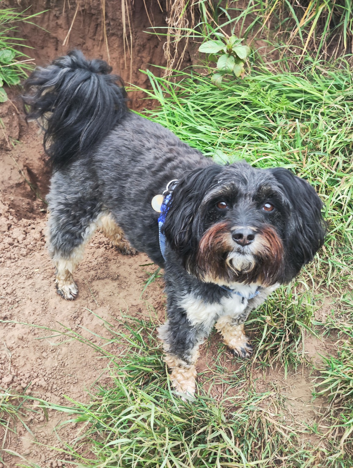 A pet cared for by Mark's Sit & Stay
