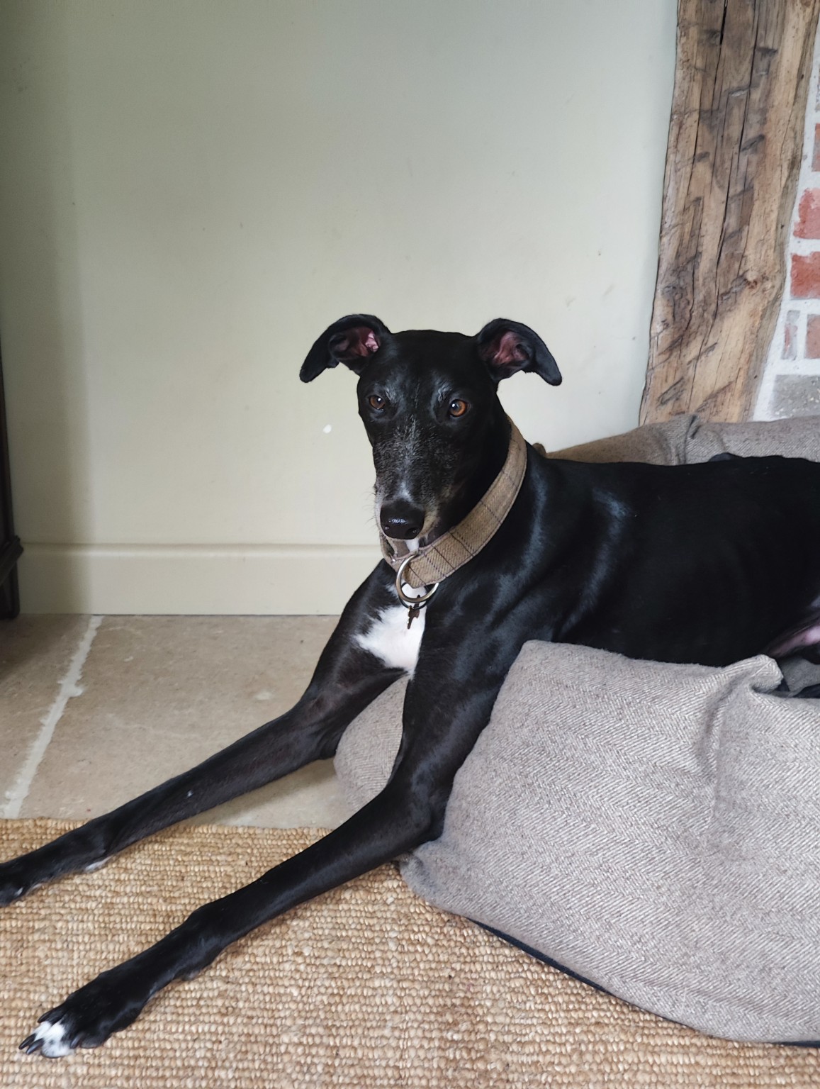 A pet cared for by Mark's Sit & Stay
