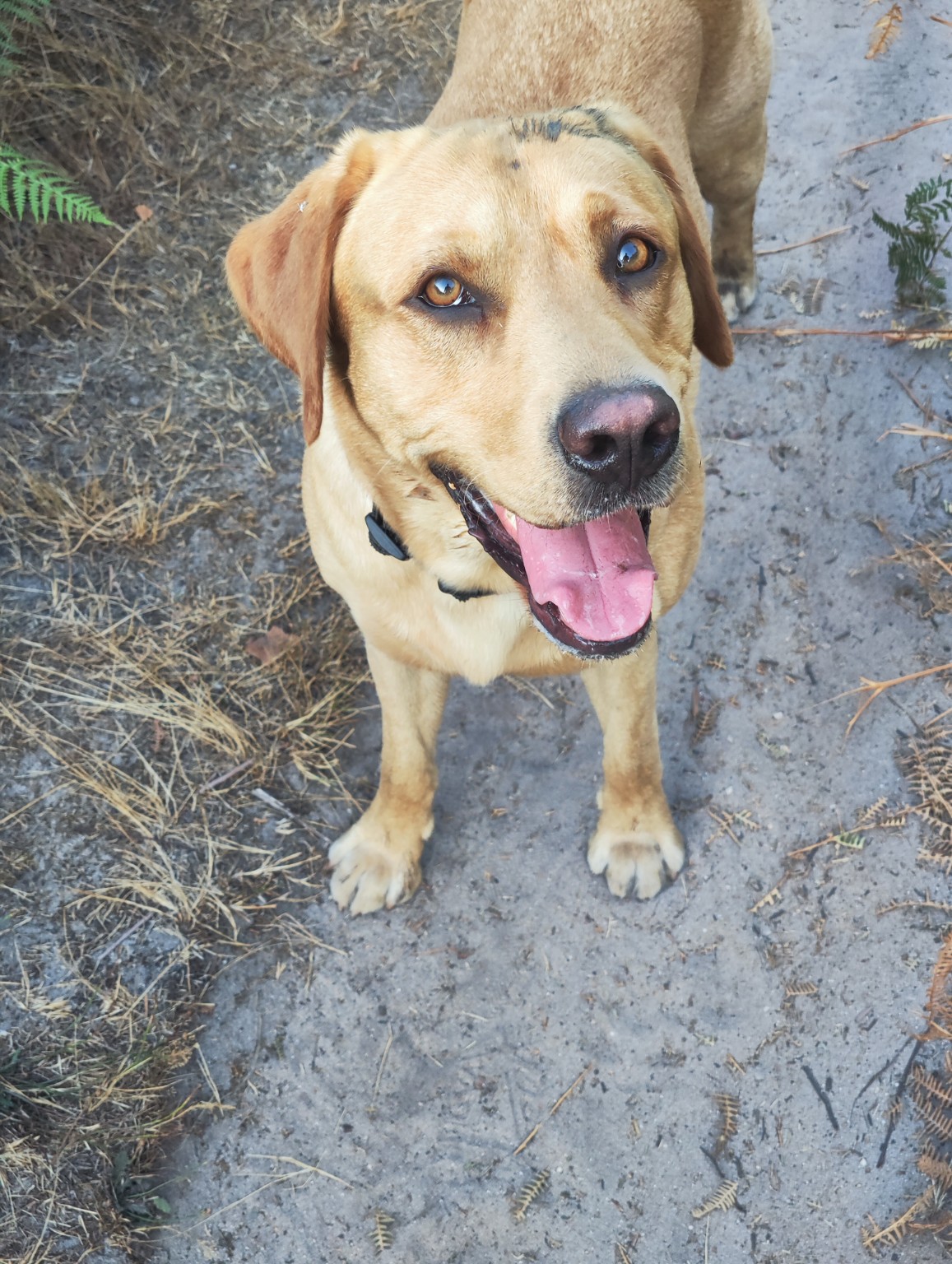 A pet cared for by Mark's Sit & Stay