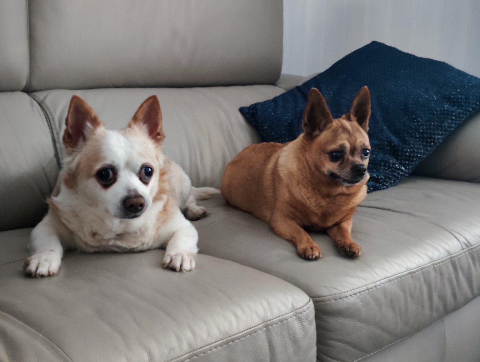 A pet cared for by Mark's Sit & Stay
