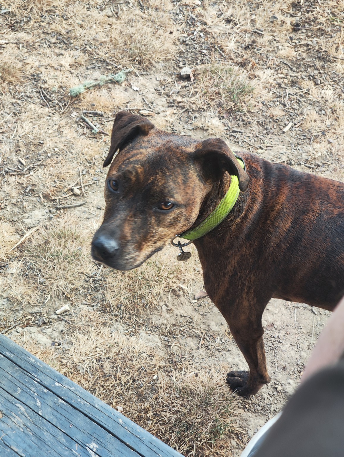 A pet cared for by Mark's Sit & Stay